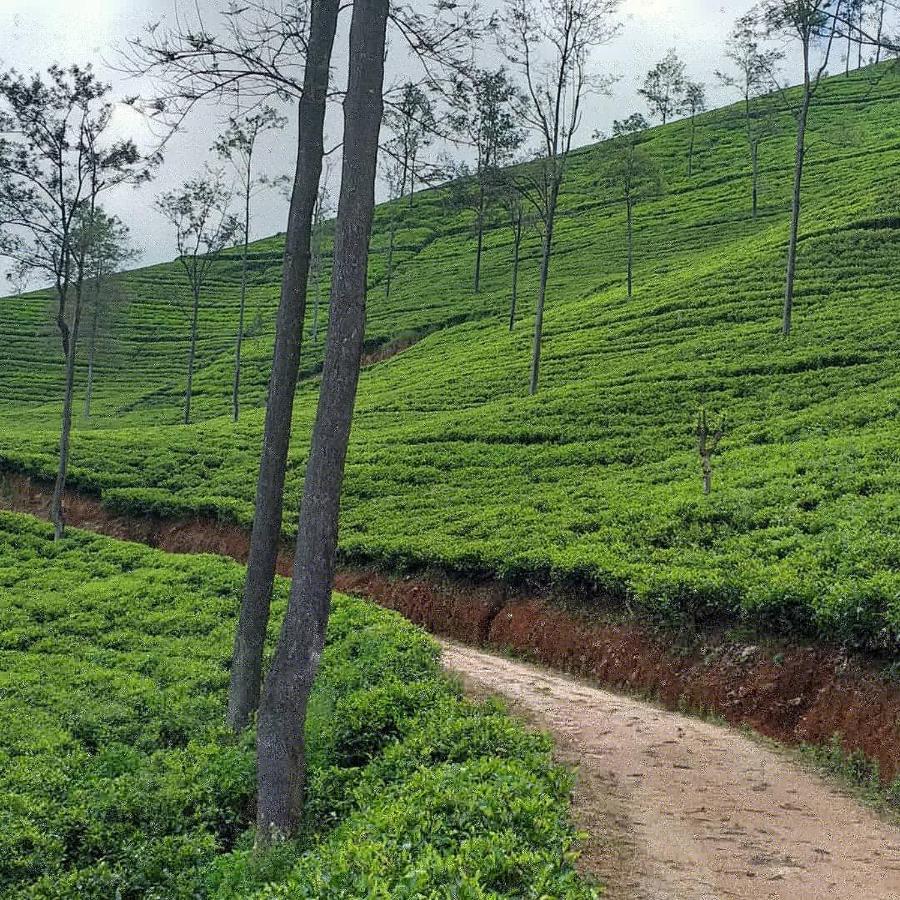 Tea Villas Ella Bagian luar foto